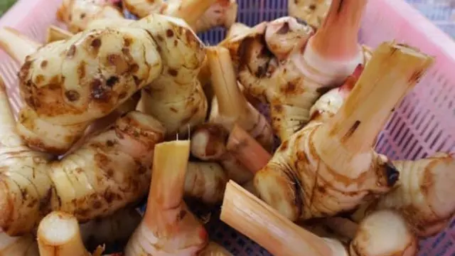 Cara Panen dan Menyimpan Lengkuas agar Tahan Lama