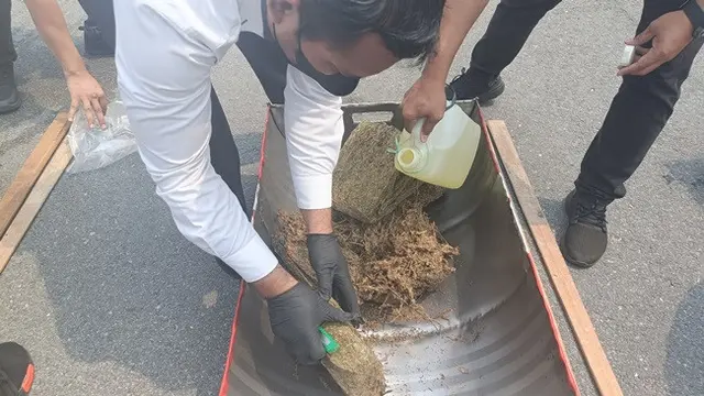 Daun ganja kering yang dimusnahkan dengan cara disiram pakai minyak kemudian dibakar.