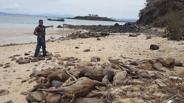 Pemburu ratusan rusa dan kerbau Pulau Komodo diringkus polisi di Desa Poja, Kecamatan Sape, Bima, Nusa Tenggara Barat (NTB). (Dok. Polisi)