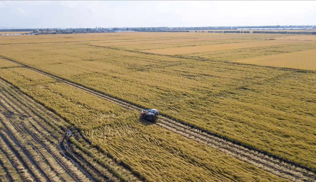 Foto dari udara memperlihatkan seorang warga desa memanen padi di sebuah sawah di wilayah Yongji, Jilin, Provinsi Jilin, China timur laut, 16 September 2020. Sawah-sawah di Jilin telah memasuki musim panen. (Xinhua/Zhang Nan)
