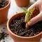 Cara Menanam Wortel dalam Pot di Rumah, Solusi Berkebun Lahan Sempit