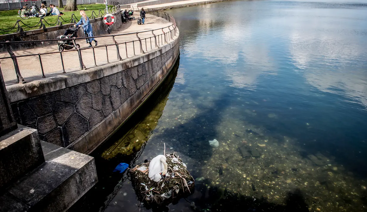 Pejalan kaki melintas dekat sarang angsa di danau dekat Jembatan Ratu Louise, Kopenhagen, Denmark, Selasa (17/4). Sarang yang terdapat sejumlah telur itu sebagian terbuat dari sampah yang ditemukan di danau. (Mads Claus Rasmussen/Ritzau Scanpix via AP)