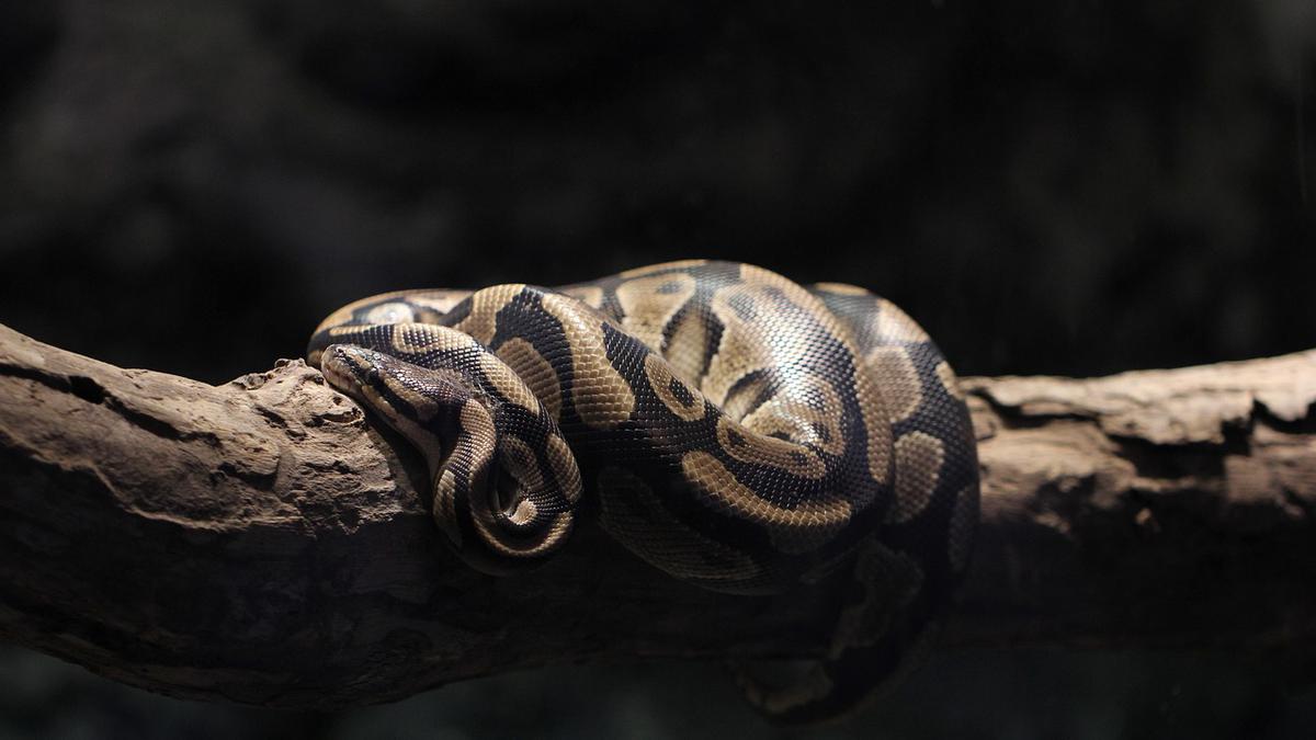 Cara Mengenali Suara Gerakan Ular Sanca Besar di Tumpukan Daun Kebun, Waspada Tandanya