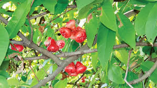 Pohon Jambu Air