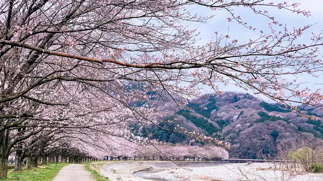 Ilustrasi bunga sakura