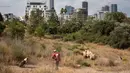 Penggembala mengawasi sekelompok kecil domba saat merumput di sebuah ladang yang berada di antara gedung pencakar langit Tel Aviv, Israel, Senin (28/5). (AP Photo/Oded Balilty)