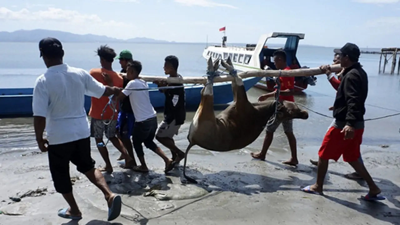 5 Fakta Jangan Takut Berkurban Melalui Dompet Dhuafa