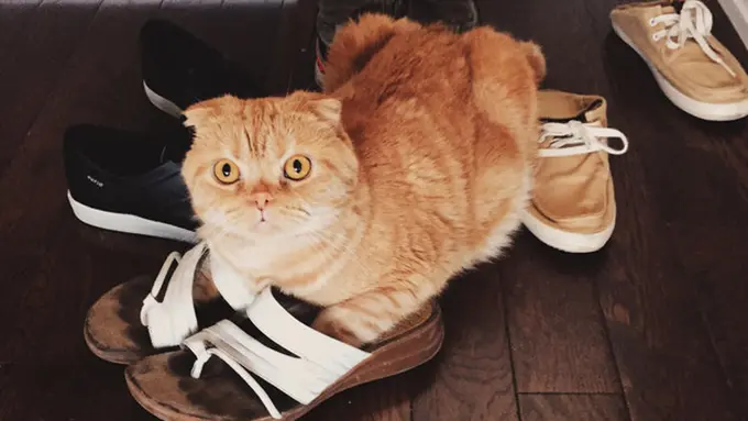 15 Gambar yang Menunjukkan Kucing Adalah Hewan Pemalas