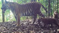 Keluarga Harimau Sumatera sedang bercengkerama di hutan (Liputan6.com / M.Syukur)