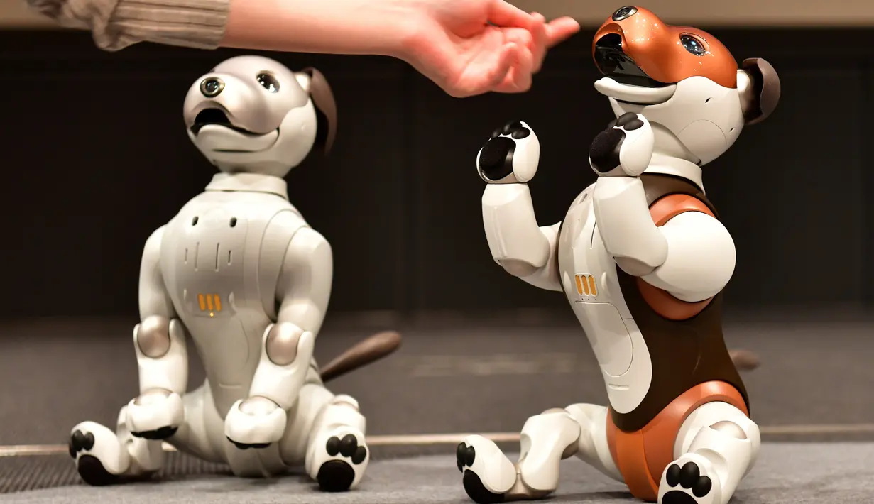 Robot versi ukuran anak anjing "Aibo" ditampilkan selama konferensi pers di Tokyo pada 23 Januari 2019. Keunikan lain dari aibo ini adalah ukurannya hanya 30 cm dan telinga yang bisa bergerak. (Kazuhiro NOGI/AFP)