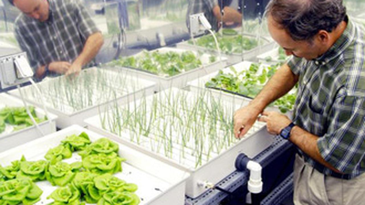 Bertani Untuk Jaga Kesehatan Jiwa Raga