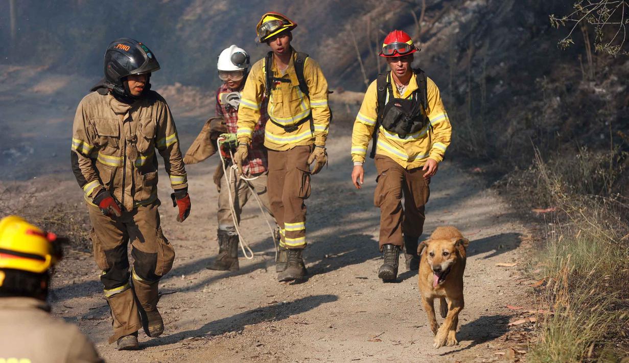 Ribuan personel pemadam kebakaran dikerahkan untuk melawan api yang terus berkobar di tengah suhu tinggi musim panas belahan bumi selatan. Tampak dalam foto, petugas pemadam kebakaran Chili bekerja bersama seekor anjing selama kebakaran hutan di Concepcion, Chile pada 18 Januari 2026. (Raul BRAVO/AFP)