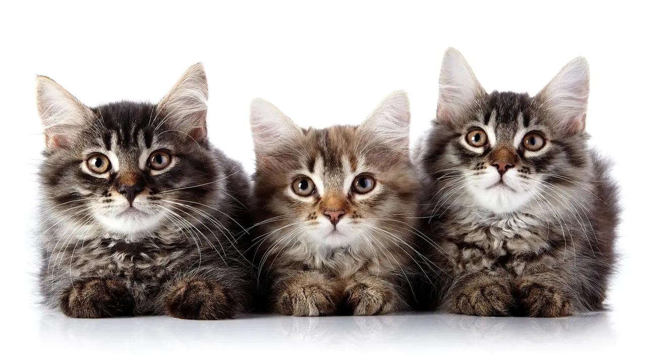 Ketika Orang yang Benci Kucing Bertemu Anak Kucing Pertama Kali