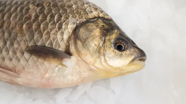 Ilustrasi Ikan Mujair/Freepik