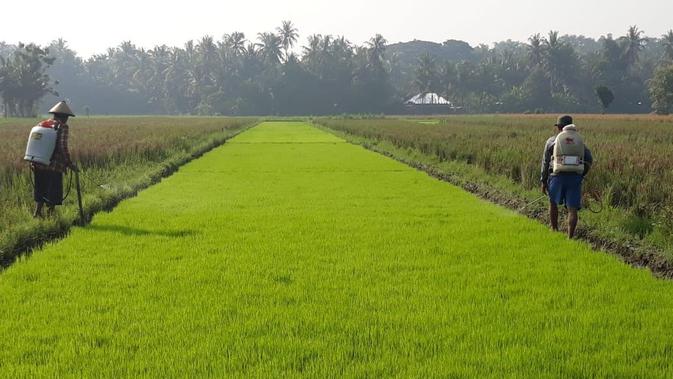 Semester I 2021, BUMN Pertani Salurkan Benih untuk 786 Ribu Hektare Sawah - Vimarsana News
