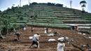 Sejumlah petani menyiapkan lahan untuk ditanami kentang di Desa Sembungan, Dieng, Jawa Tengah, 1 Juli 2021. Selain keindahan alam, dataran tinggi Dieng terkenal dengan komoditas kentang. (merdeka.com/Iqbal S. Nugroho)