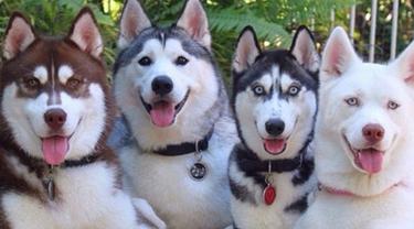 Lovely Dan Keren Kuartet Siberian Husky Ini Jadi Idola Di Instagram Lifestyle Fimela Com