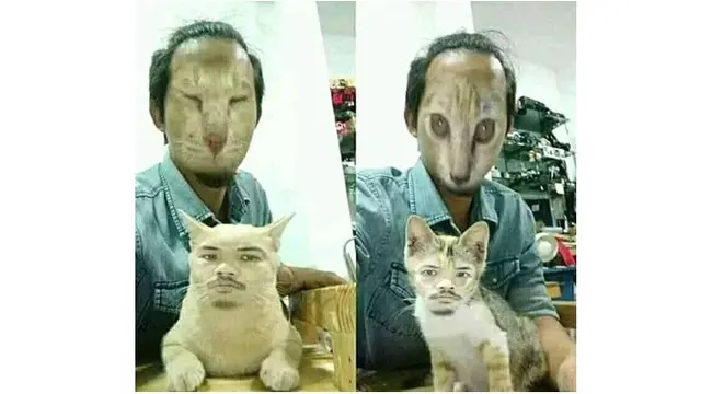 kucing