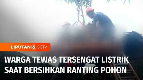 VIDEO: Warga di Sleman Tewas Tersengat Listrik saat Bersihkan Ranting Pohon