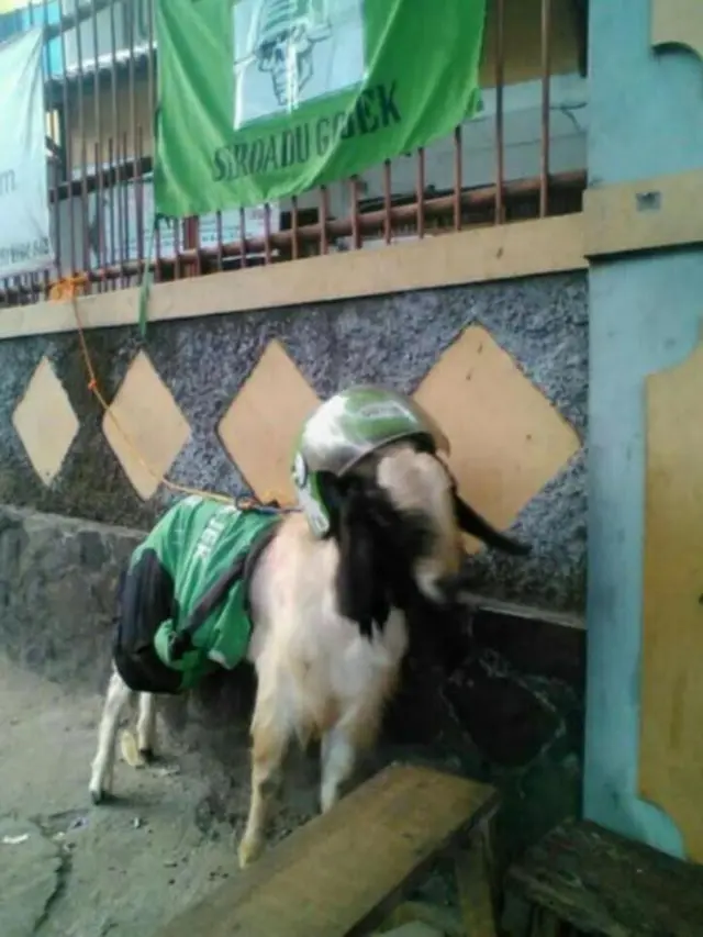 9 Aksi Kambing Bertingkah Layaknya Manusia Ini Nyeleneh Banget