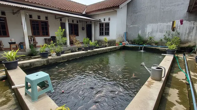 Ilustrasi Budidaya Ikan Mujair