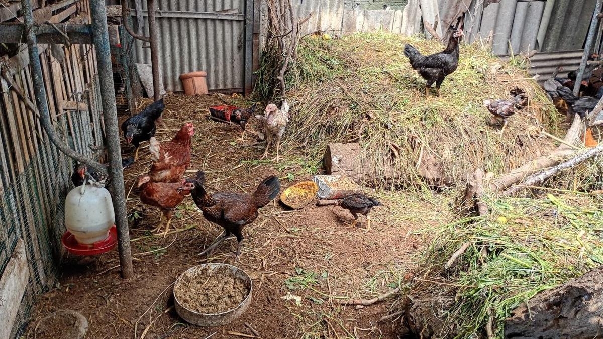 4 Jenis Ayam Terbaik untuk Peternak Pemula dengan Sistem Cage Free, Lebih Tahan Penyakit