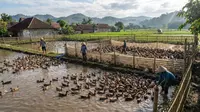Ternak Bebek Petelur Mudah untuk Usia 50 Tahun Tanpa Kandang Khusus, Ini Caranya