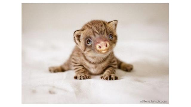 Gambar Kucing Editan - 81021+ Nama Untuk Kucing Comel ...
