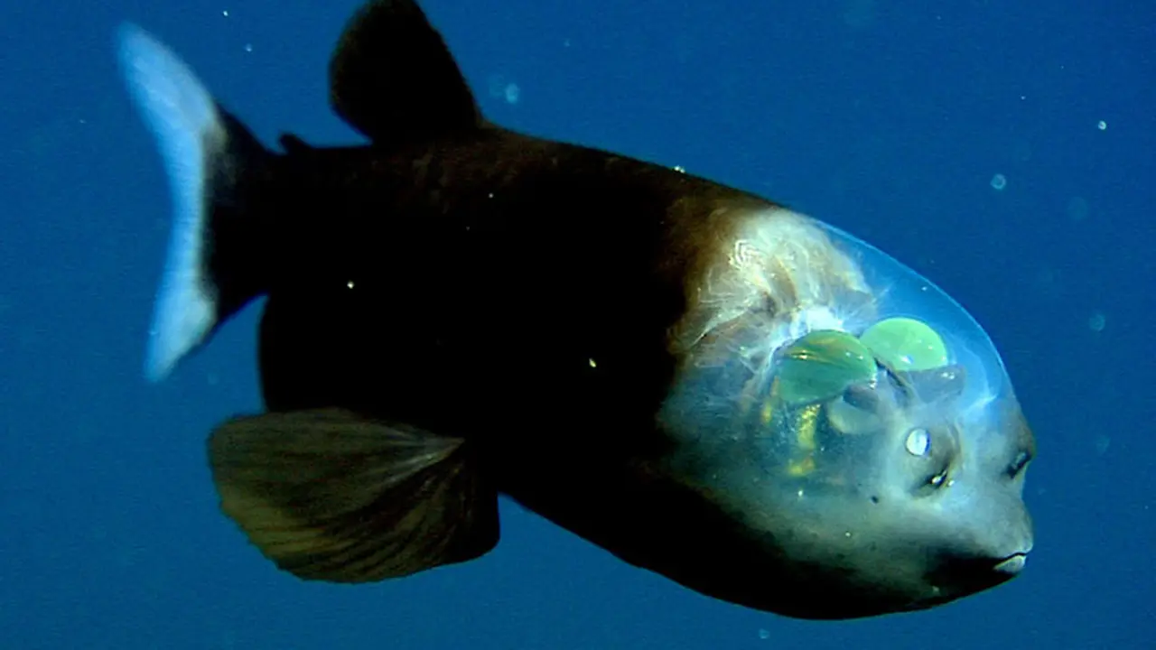 Ikan berkepala transparan. (National Geograpihic)