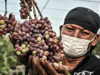 Anggota Komunitas Anggur Jakarta, Tarto Blendhot (48), merawat kebun anggur di Vezo Grapes Farm, Cilincing, Jakarta Utara, Selasa (7/9/2021). Berawal hobi bercocok tanam, Tarto menyulap lahan tak terawat seluas 800 meter persegi menjadi kebun budi daya bibit anggur. (merdeka.com/Iqbal S. Nugroho)