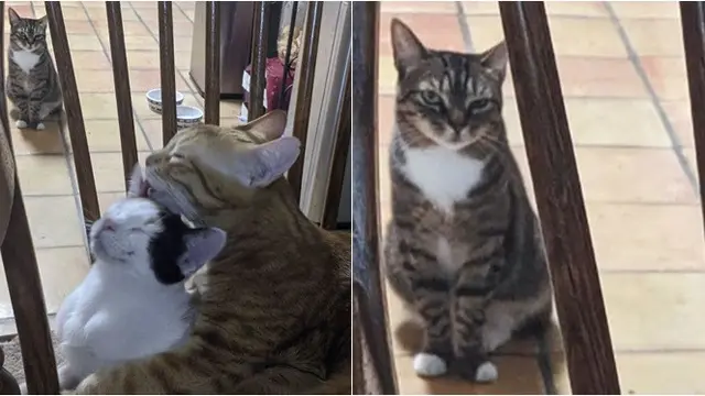 7 Potret Ekspresi Kucing saat Cemburu pada Hewan Lain, Berjuang Cari Perhatian