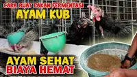 Pakan Ayam Fermentasi yang Bikin Ayam Cepat Gemuk