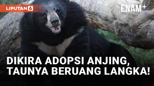 VIDEO: Kirain Adopsi Anak Anjing, Eh Taunya Beruang Langka!