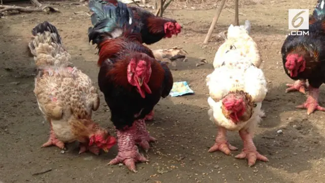VIDEO: Penampakan Ayam Termahal di Dunia