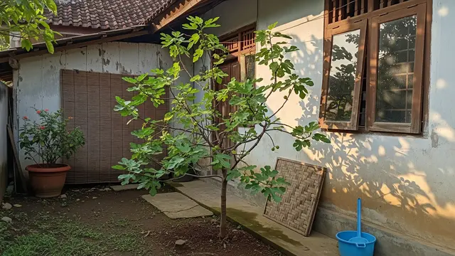 Pohon Tin Mini untuk Kebun Belakang