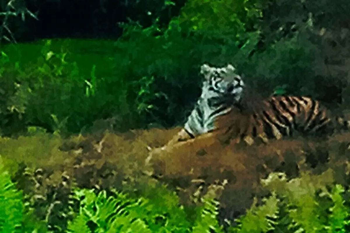 Harimau Sumatra yang pernah terpotret petugas BBKSDA Riau di perkebunan masyarakat.