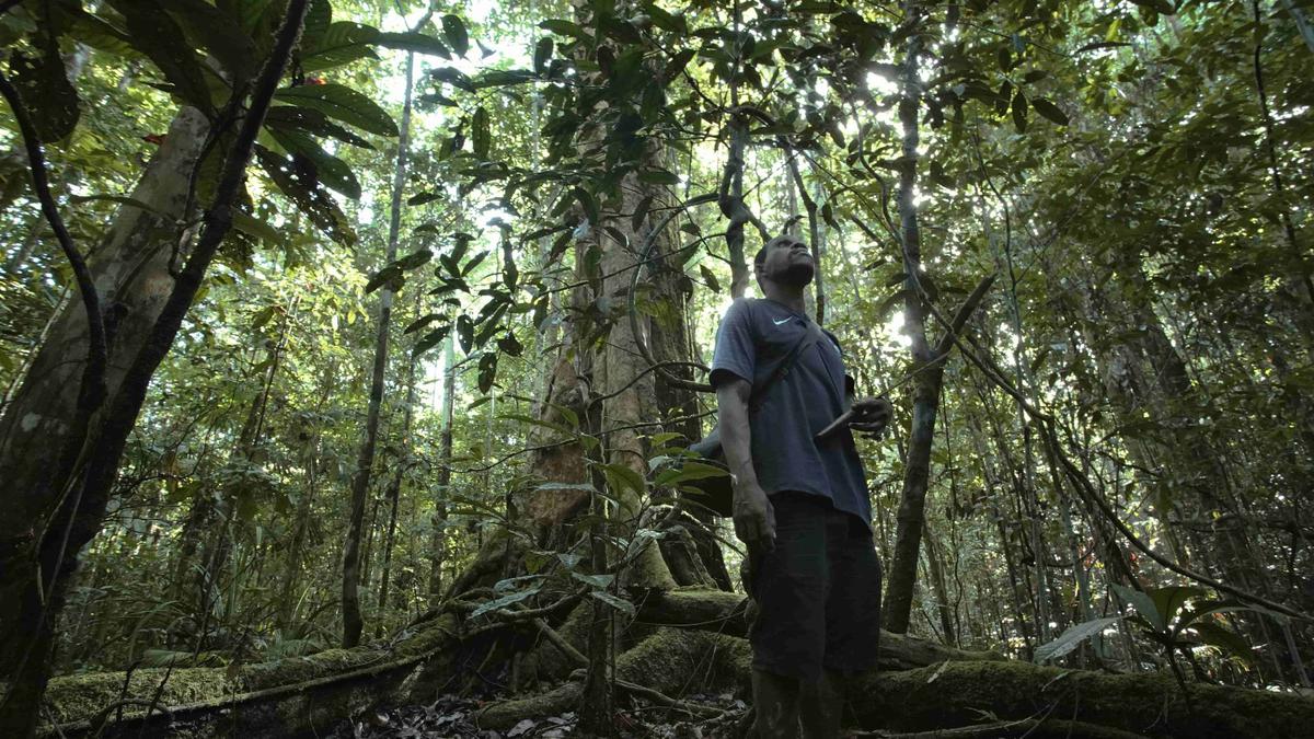 Ironi Pendanaan Iklim: Dana Global Tersendat Birokrasi, Masyarakat Adat Gigit Jari