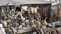 Pasar Voodoo di Togo yang menjajakan keperluan voodoo dan organ hewan (Sumber foto: sickchirpse.com)