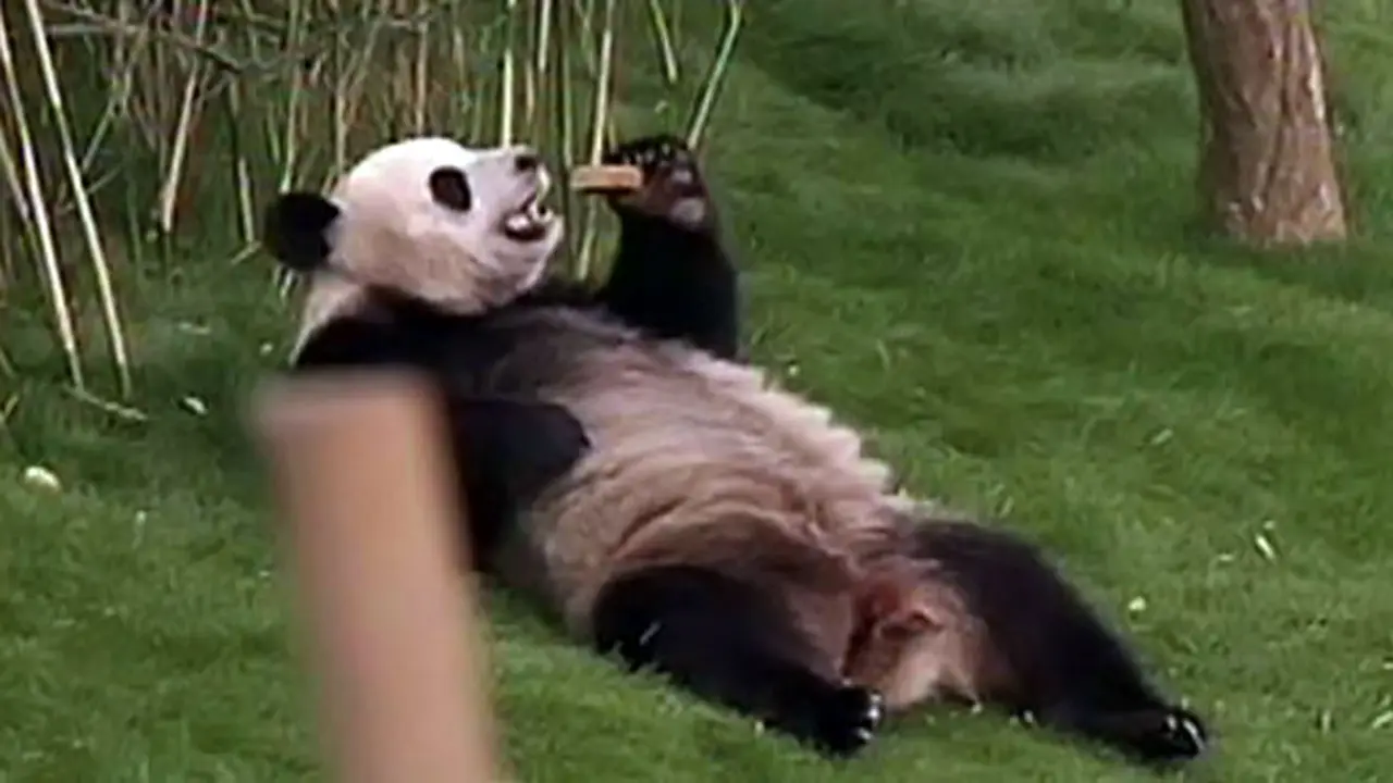 (Lip6siang) rumah panda