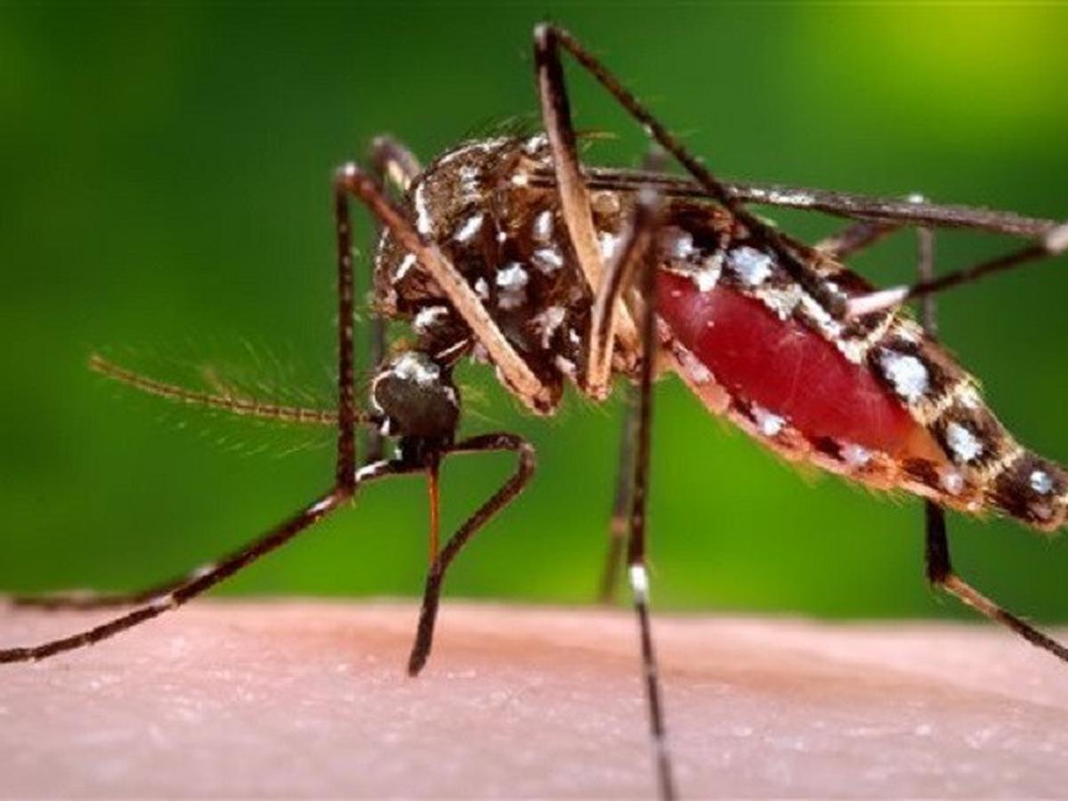 Kenapa nyamuk diciptakan