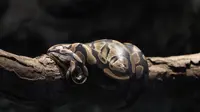 Ilmuwan Kembangkan Antivenom Universal dari Darah Pria yang Kebal Bisa Ular