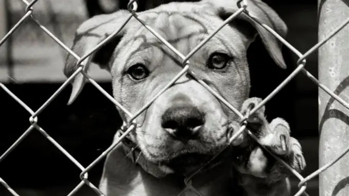 Simak Perbedaan Drastis Hewan Sebelum dan Sesudah Diadopsi