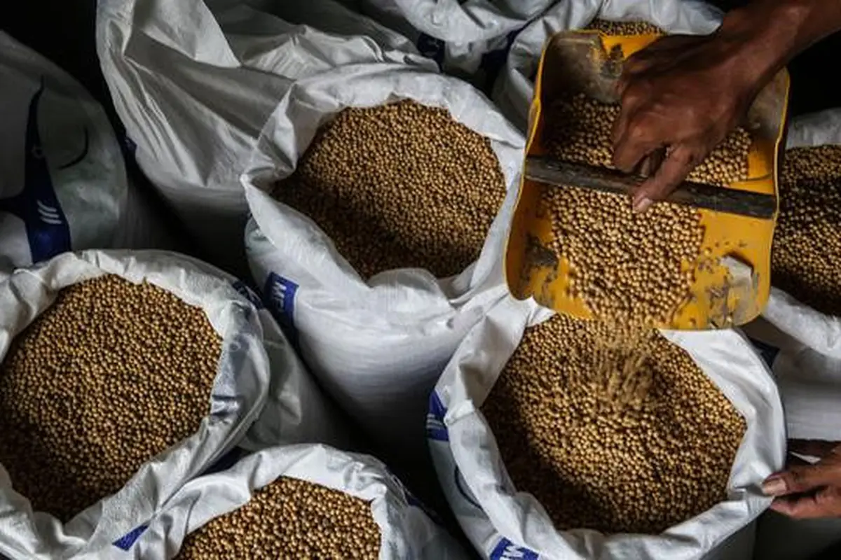 Kemendag memperkirakan harga kedelai global masih bertahan di level tinggi sampai Mei 2021 akibat ketatnya pasokan dari negara produsen dan naiknya permintaan. (Liputan6.com/Johan Tallo)