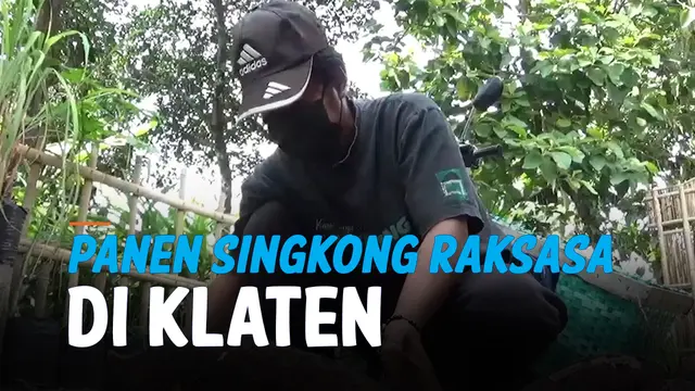 Singkong Raksasa Panen di Klaten, Beratnya Sampai 9 Kg