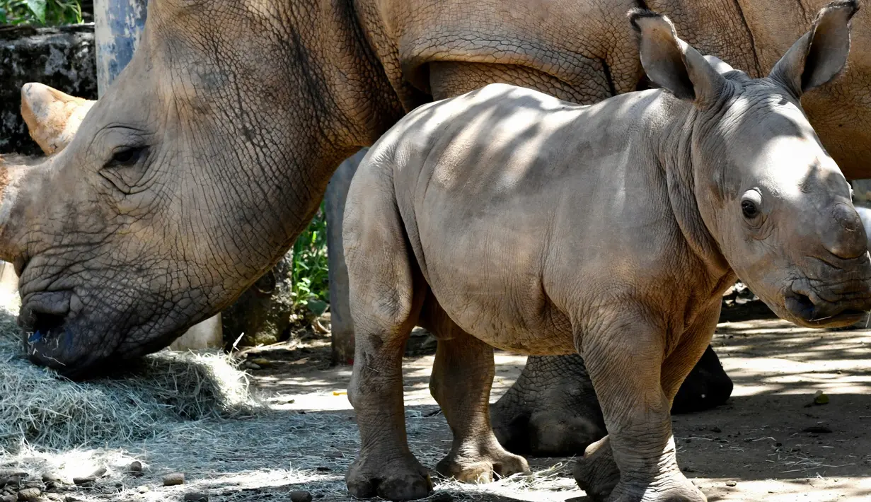 Bayi badak putih selatan berusia 29 hari terlihat bersama induknya A-ju di Kebun Binatang Leofoo Village di Hsinchu, Taiwan, Selasa (6/8/2019). Petugas kebun binatang akan memberi kesempatan kepada publik untuk menamai bayi badak jantan berbobot sekitar 80 kilogram tersebut. (Sam YEH / AFP)
