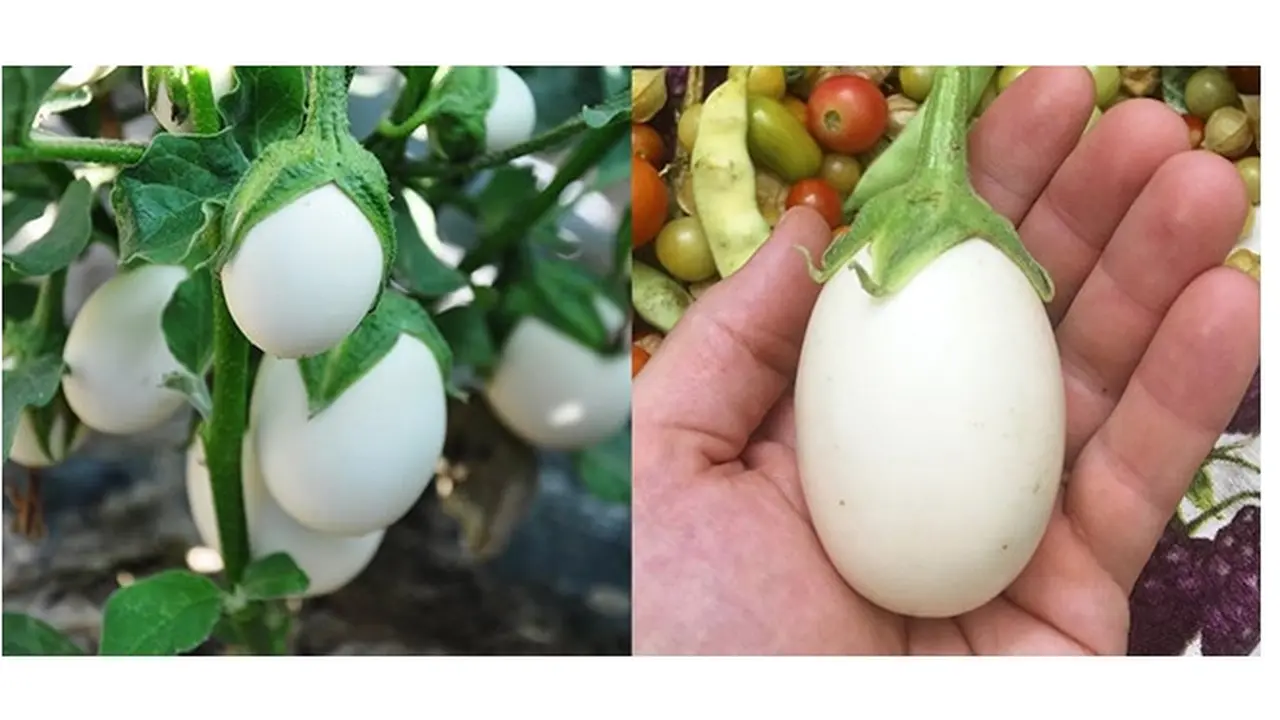 Terong Telur