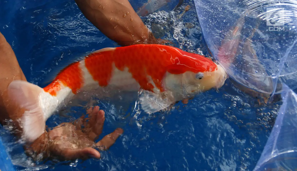 Peserta menunjukkan Ikan Koi pada acara The 4th Cianjur Koi Show 2018 di Cipanas Cianjur, Jawa Barat, Minggu (28/10). Sebanyak 953 ikan Koi beradu kualitas bertujuan mendokrak pasar ikan koi Indonesia yang memiliki kualitas ekspor. (Liputan6.com/HO/Randi)