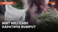 Pesan Cabe, Pembeli Malah Dapat Sekarung Rumput