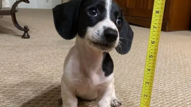 8 Potret Bayi Hewan Ini Gemas Banget, Bikin Ingin Peluk