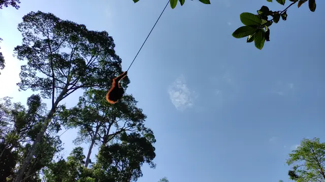 Semenggoh Wildlife Center